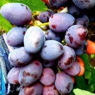 Саженец Виноград (привитый) Пегас в контейнере